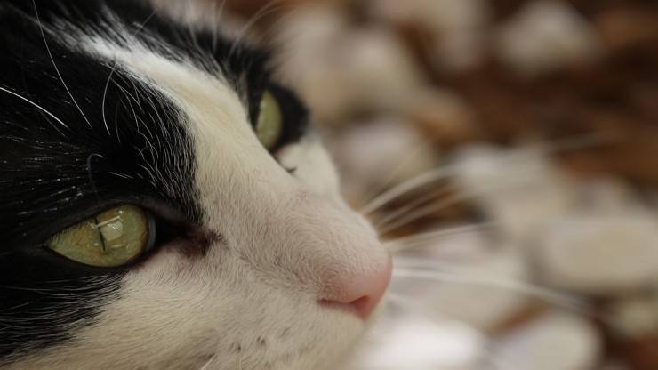 Il gatto non ci guarda mai Il gatto non ci guarda mai