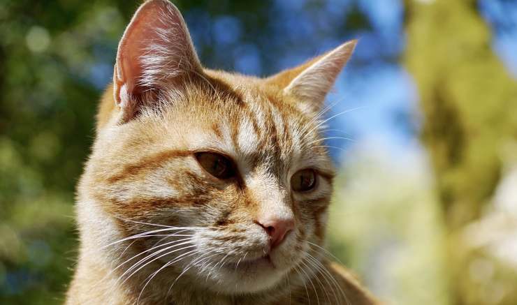 Gatto triste (Foto Pixabay)