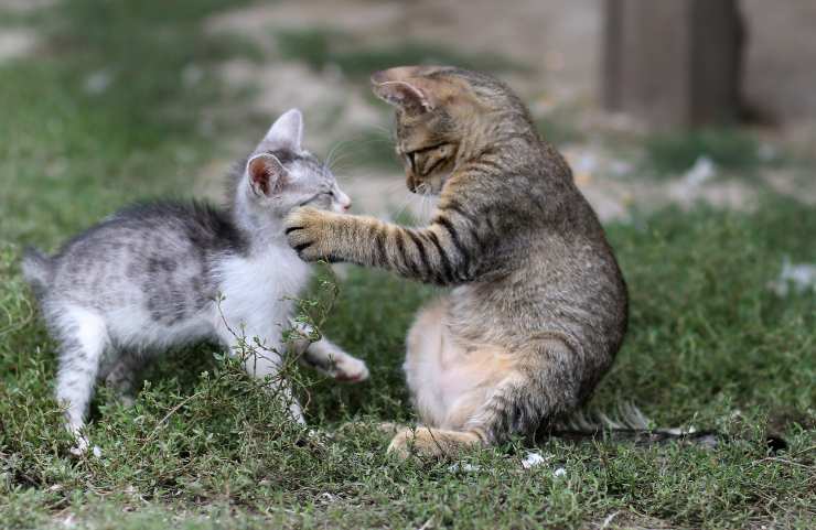 Il gatto insegue altri gatti