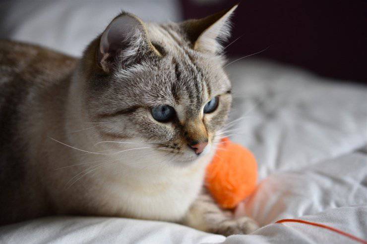 Il gatto non ci guarda mai Il gatto non ci guarda mai