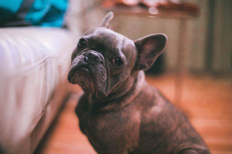 Il comportamento del cane adulto