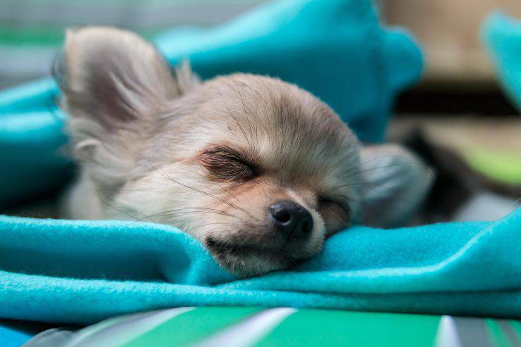 Avvelenamento da piombo nel cane Avvelenamento da piombo nel cane
