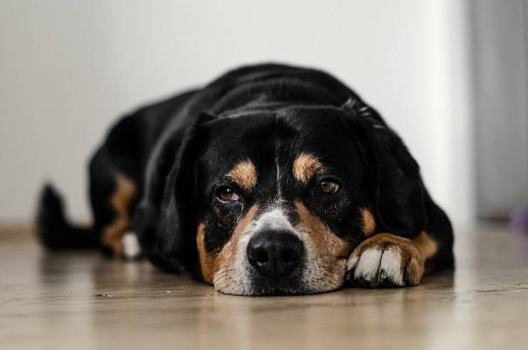 cane malato