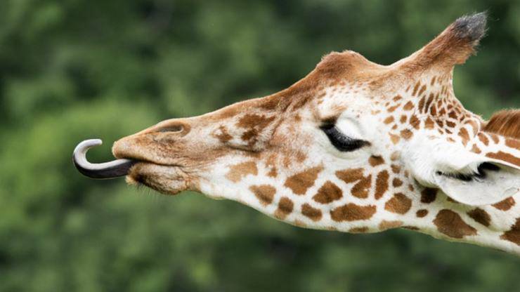com'è fatta la lingua degli animali