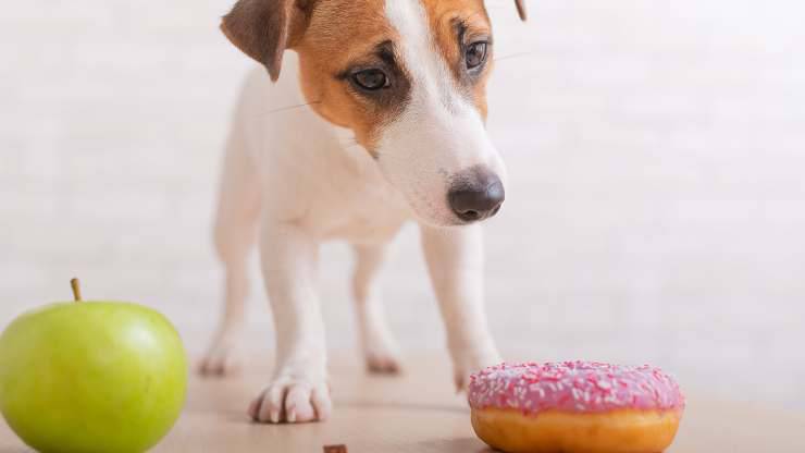 come prevenire diabete cane