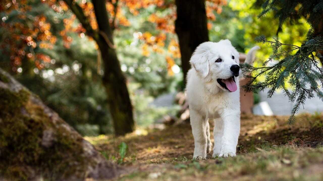 convivenza cane mucca 