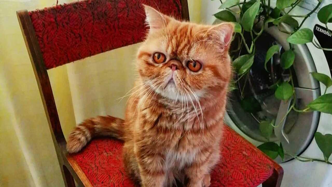 cura exotic shorthair