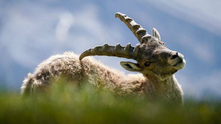 curiosità stambecco