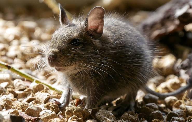 degu