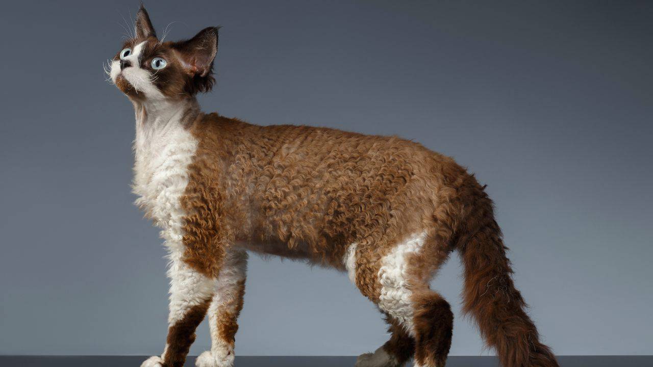 devon rex differenza devon rex silkirk