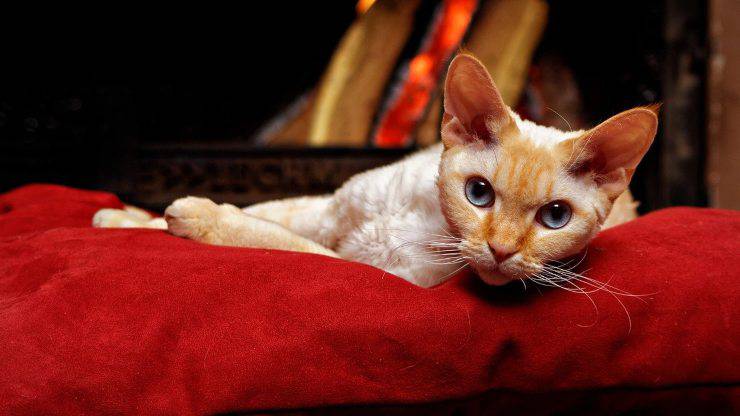 Il gatto vuole le coccole di notte