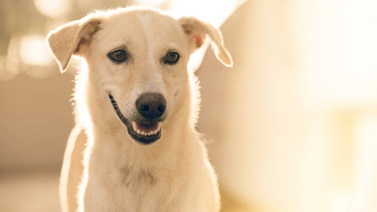 cane curioso (Foto Pixabay)