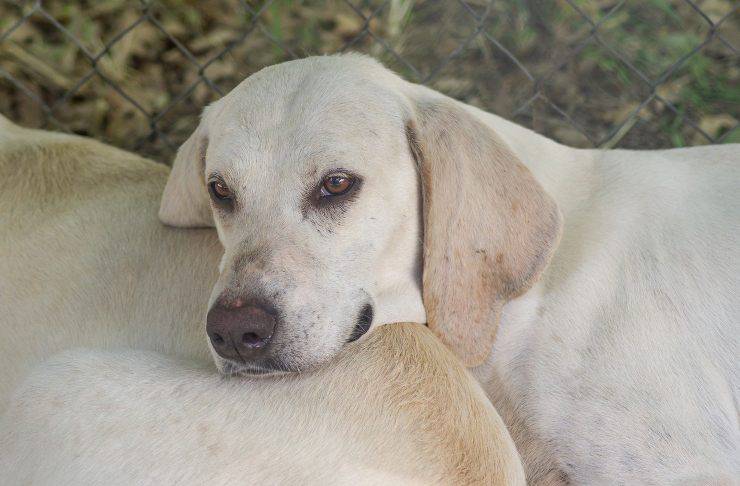 Adottare un Billy: perché farlo Billy