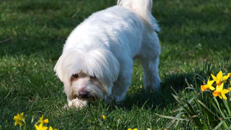 Cane annusa qualcosa (Foto Pixabay)