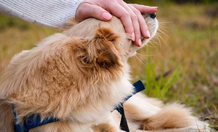 Carezze al cane (Foto Pixabay)