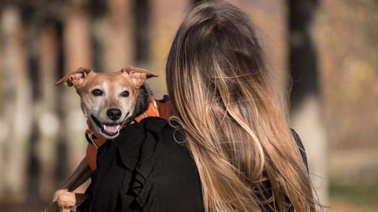 Tanto amore per il cane (Foto pixabay)