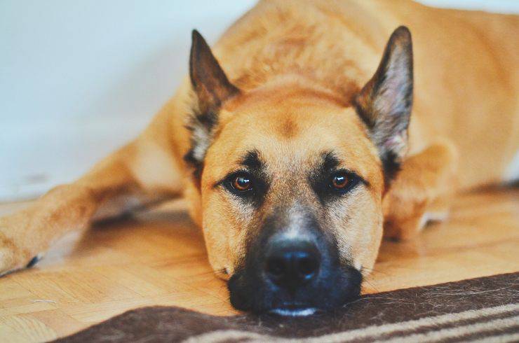 Alimenti per il cane con la leishmaniosi