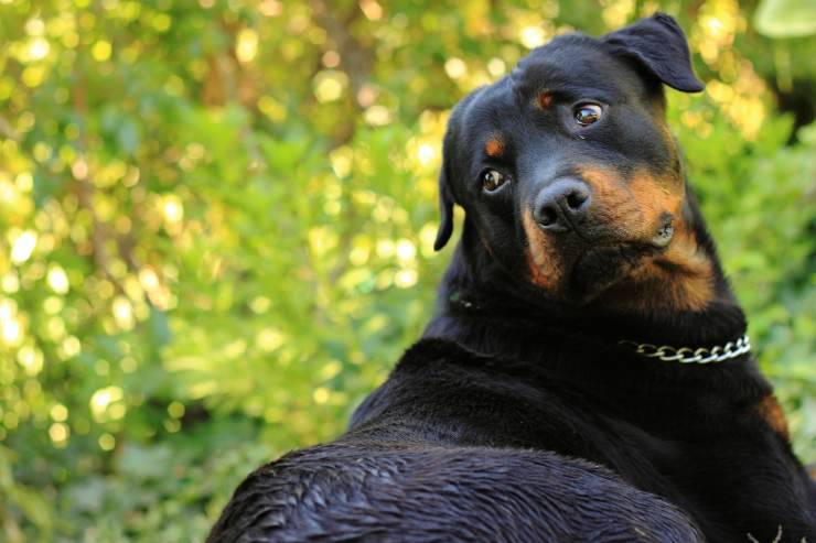 Cani che non tollerano molto gli sconosciuti