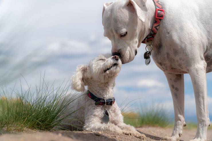 Come abituare il cane adulto al cucciolo