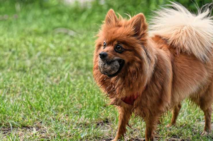 Cagnolino gioca 