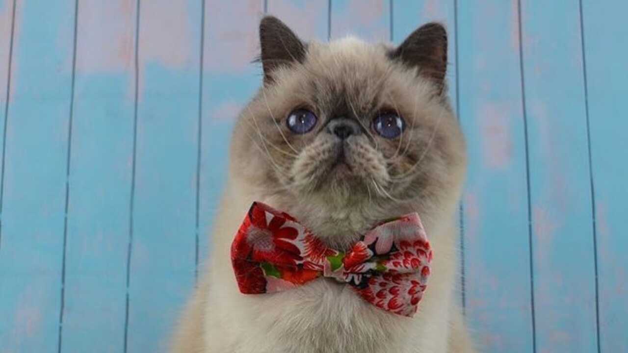 exotic shorthair differenza exotic shorthair persiano
