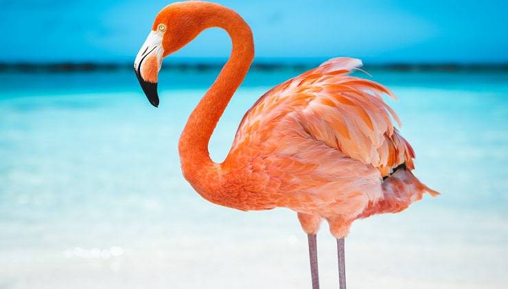 animali colorati
