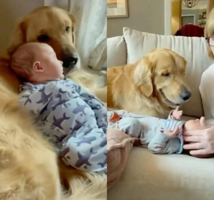 allontanano bambino cane