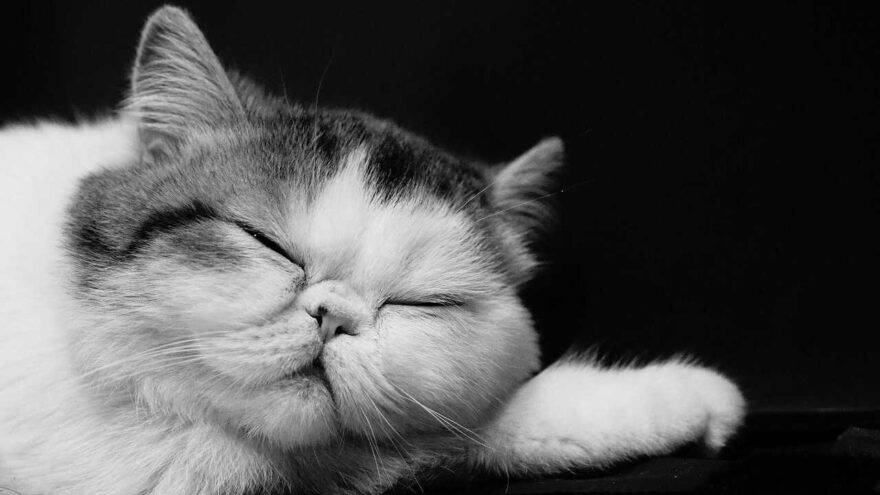 gatto esotico