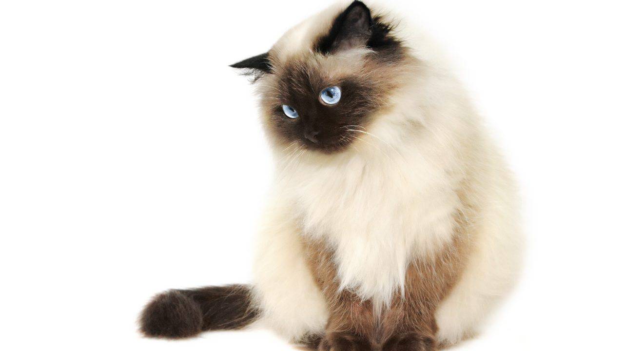 Himalayano curiosità gatto himalayano (1)