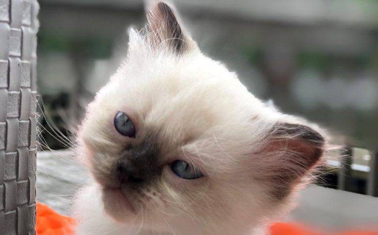 gatto himalayano