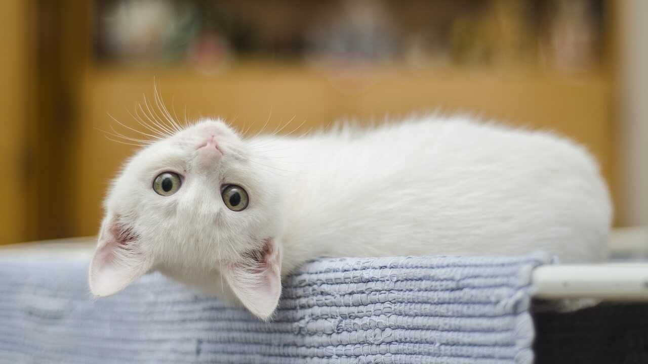 gatto convivenza gatto mucca