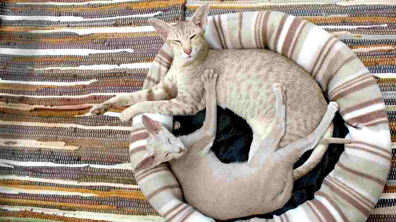 gatto non dorme cuscino