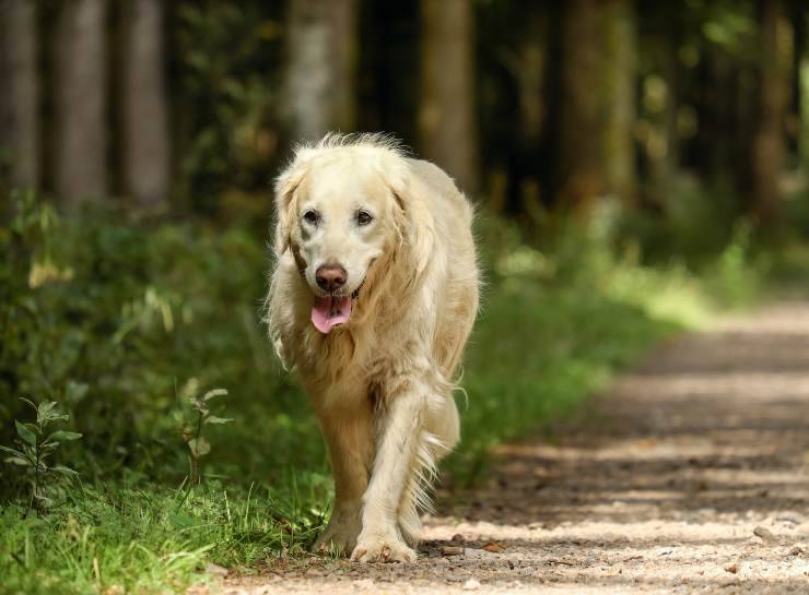 Il cane passeggia