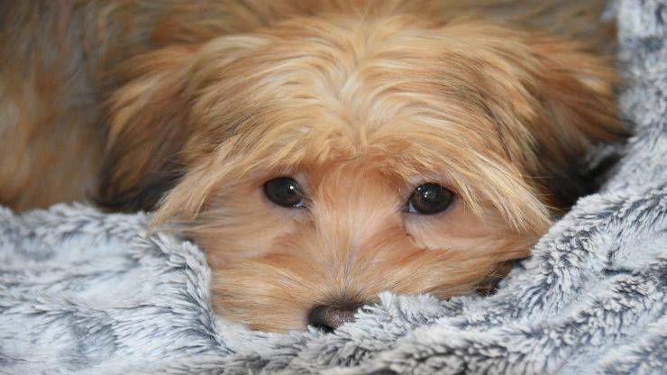 Cura del pelo del Bichon Havanese