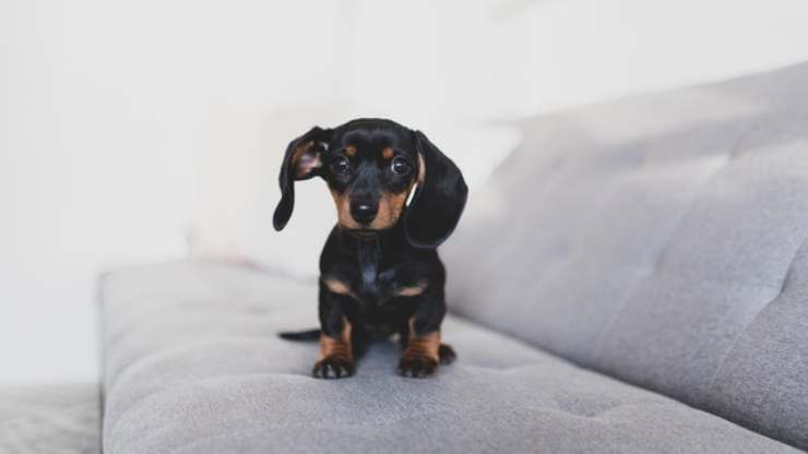 insegnare al cane a non salire divano