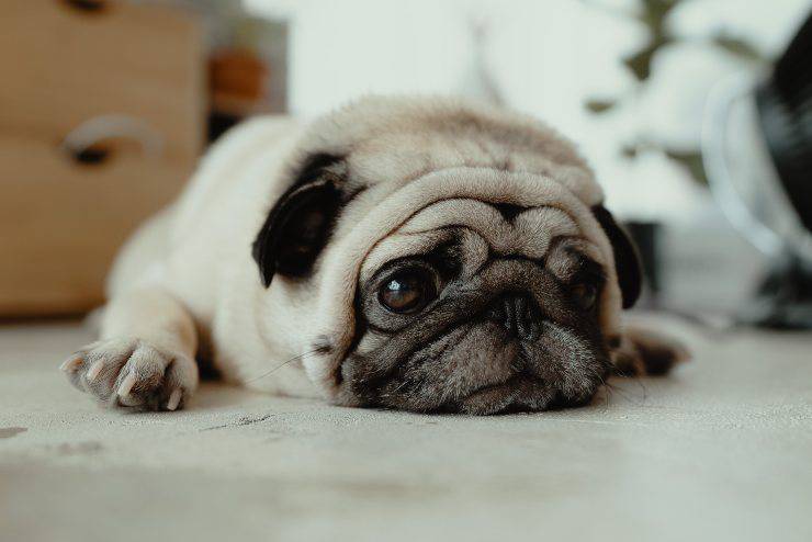 Il trauma al cervello del cane