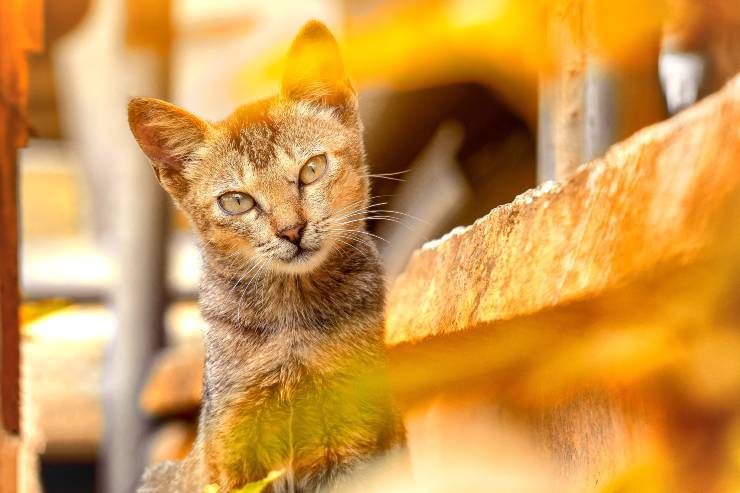 Razze di gatti poco socievoli con gli estranei