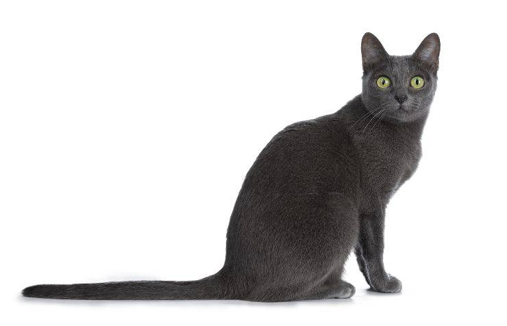 gatto korat