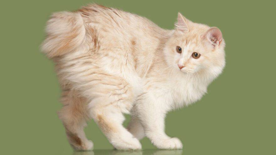 kurilian bobtail longhair