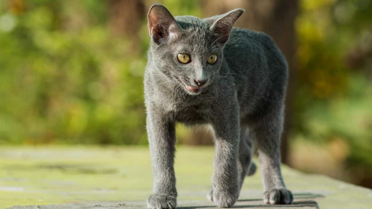 korat malattie comuni korat