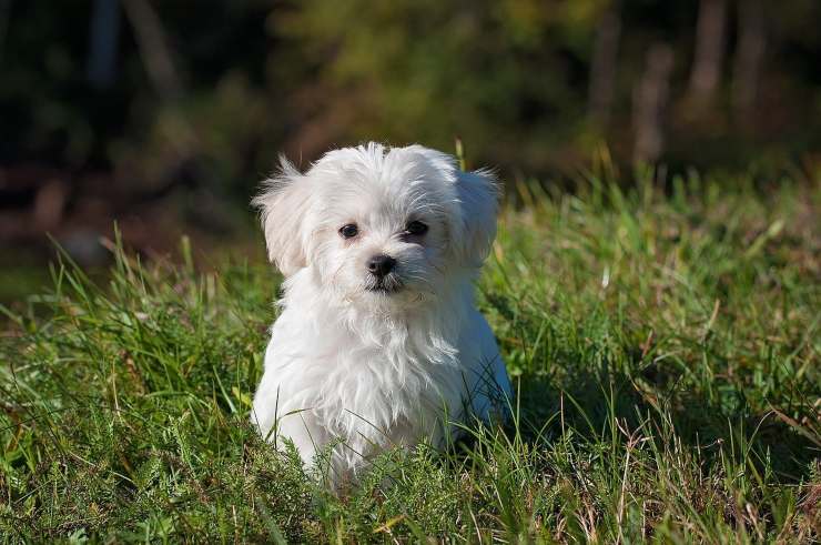 Cane razza Maltese
