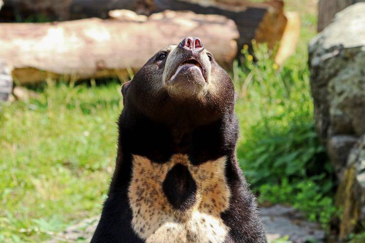 orso malese