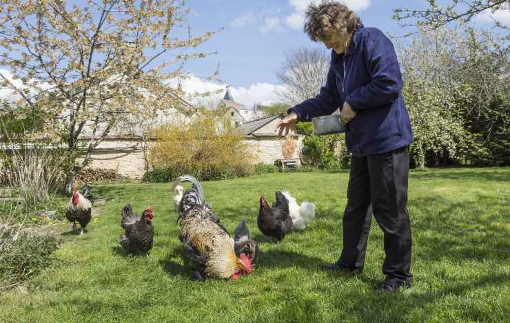 pascolo galline