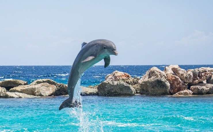 delfino gioca perché gli animali giocano