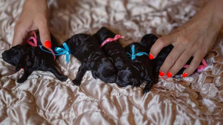 perché non adottare cucciolo prima due mesi