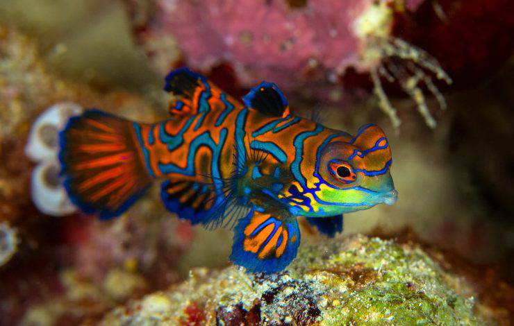 pesce mandarino