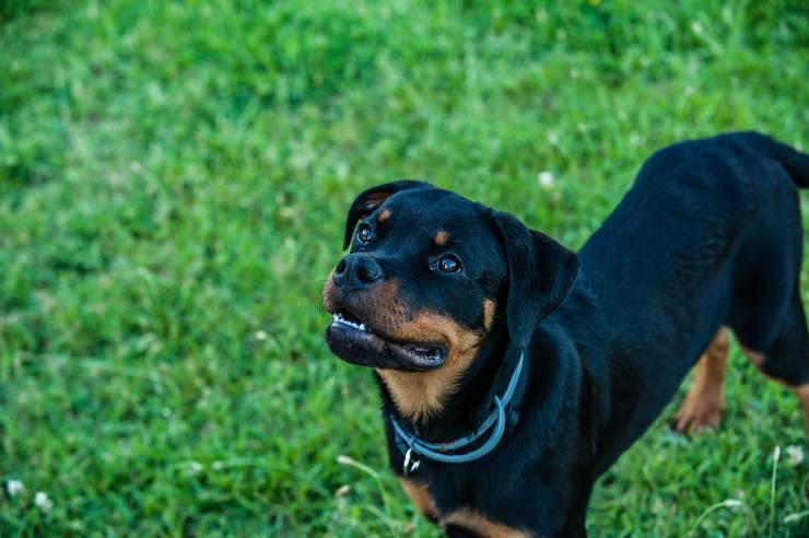 Razze di cani che tollerano poco gli sconosciuti