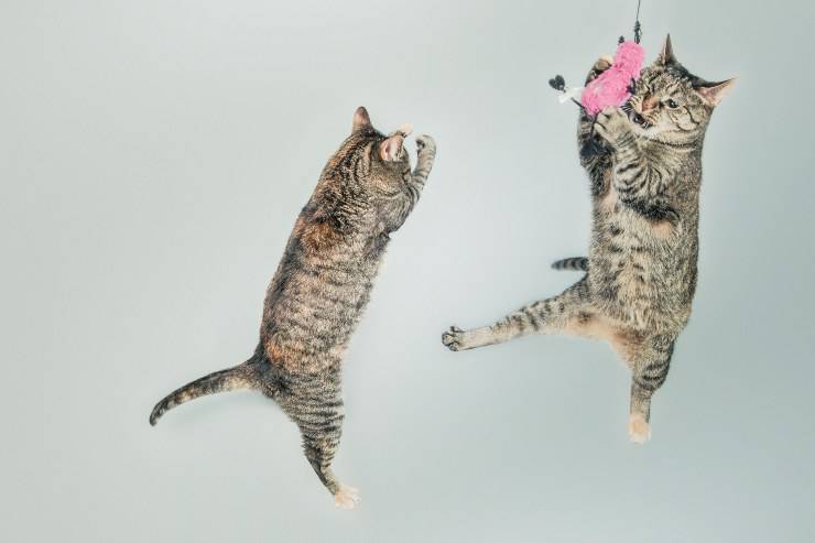 Il felino e il suo atteggiamento