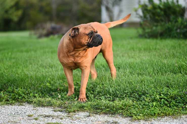Cani che non tollerano gli sconosciuti Cani che non tollerano gli sconosciuti