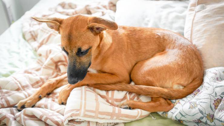 Fido e i cibi per la leishmaniosi